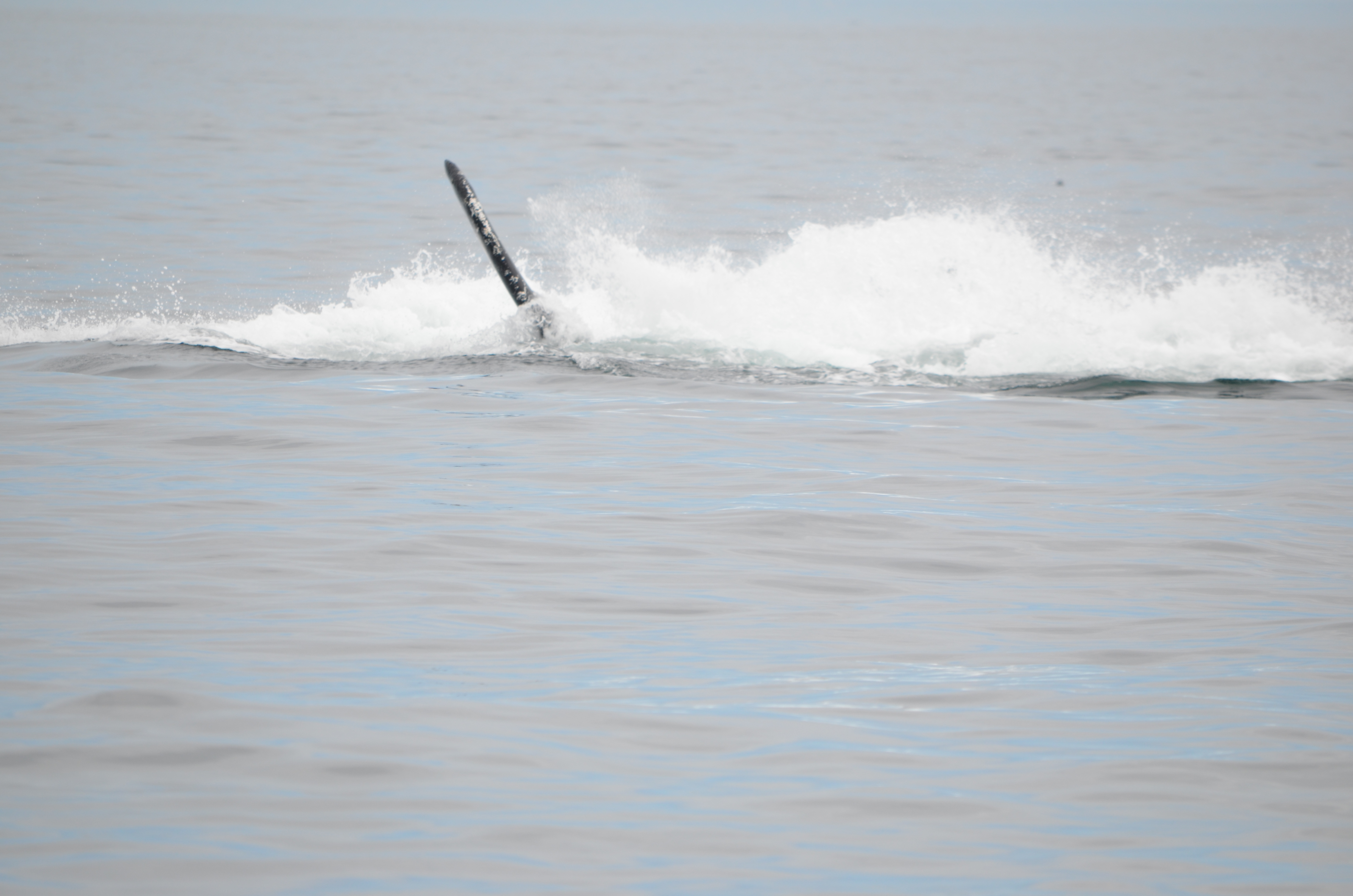 photos/wildlife/Mammal_Species/Humpback Whale/DSC_0174.JPG